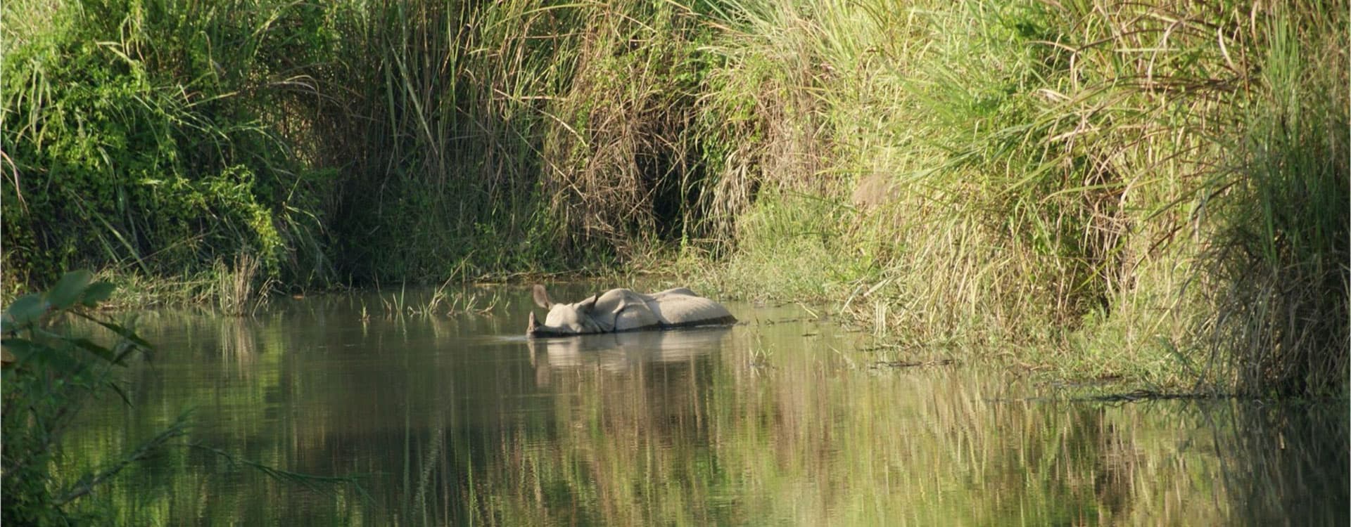 one horn rhino