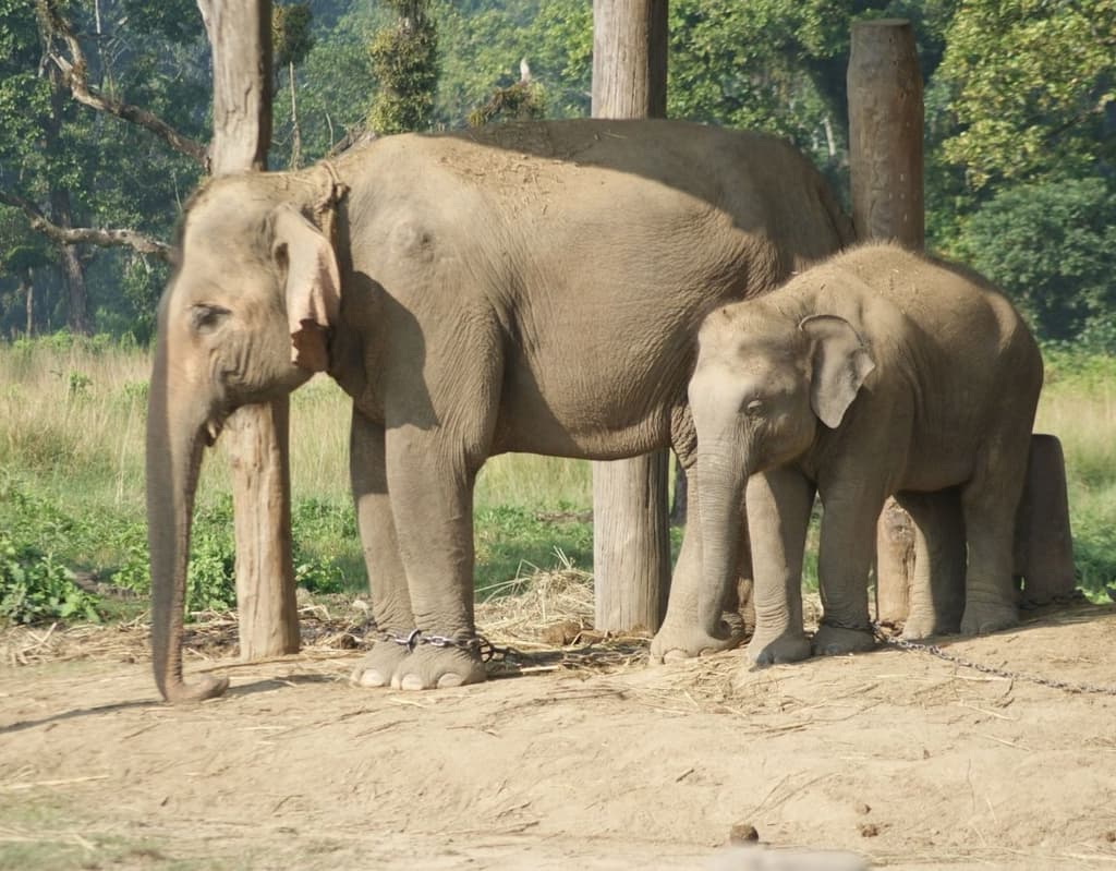 Best Things To Do In Chitwan
