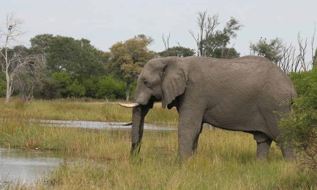 Chitwan National Park