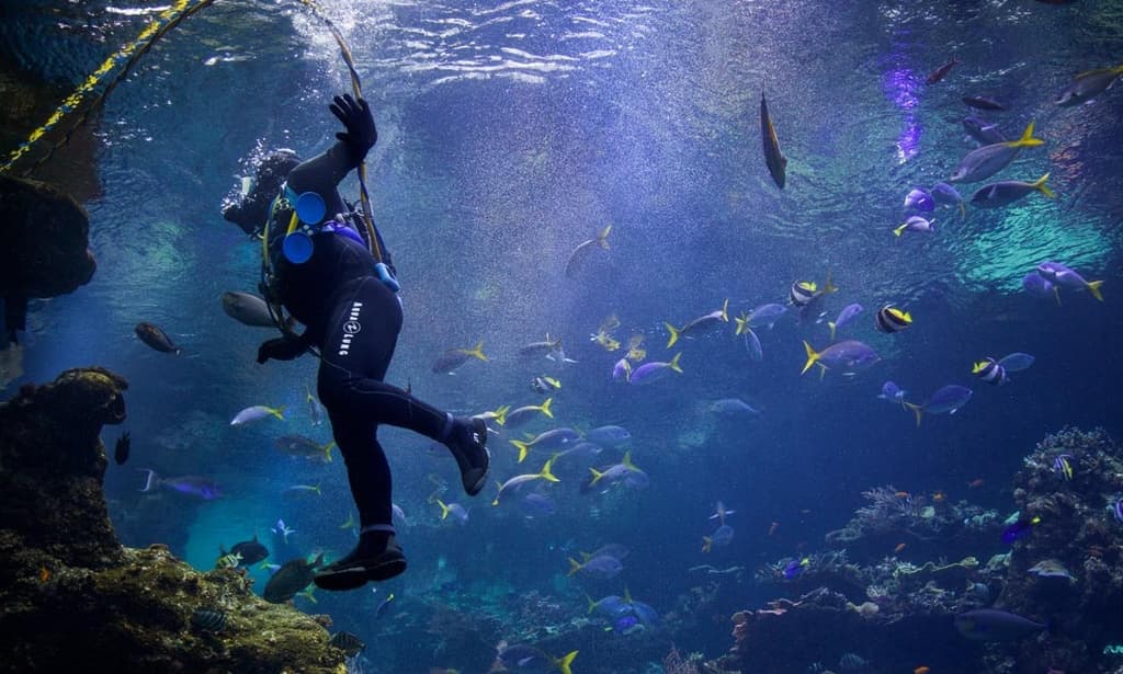 Scuba Diving Tour