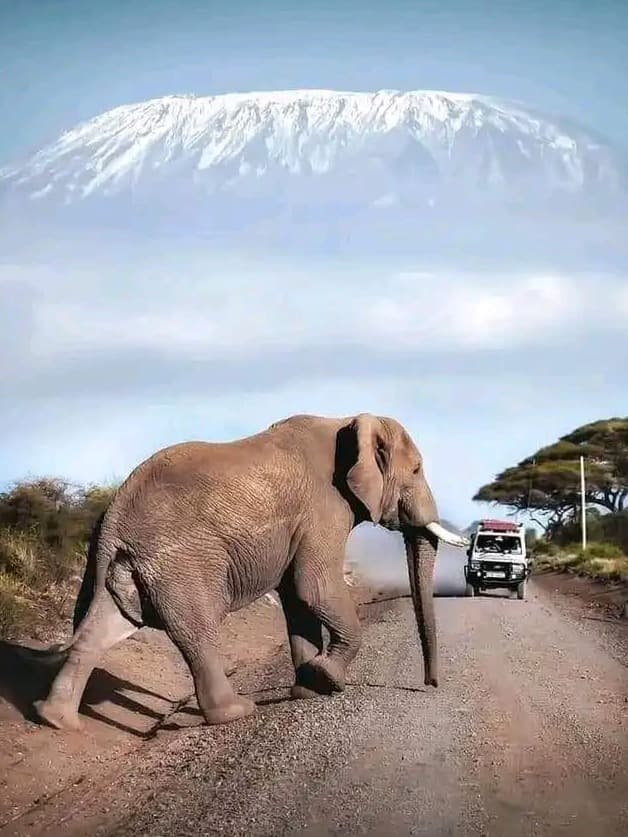 Safari in Africa