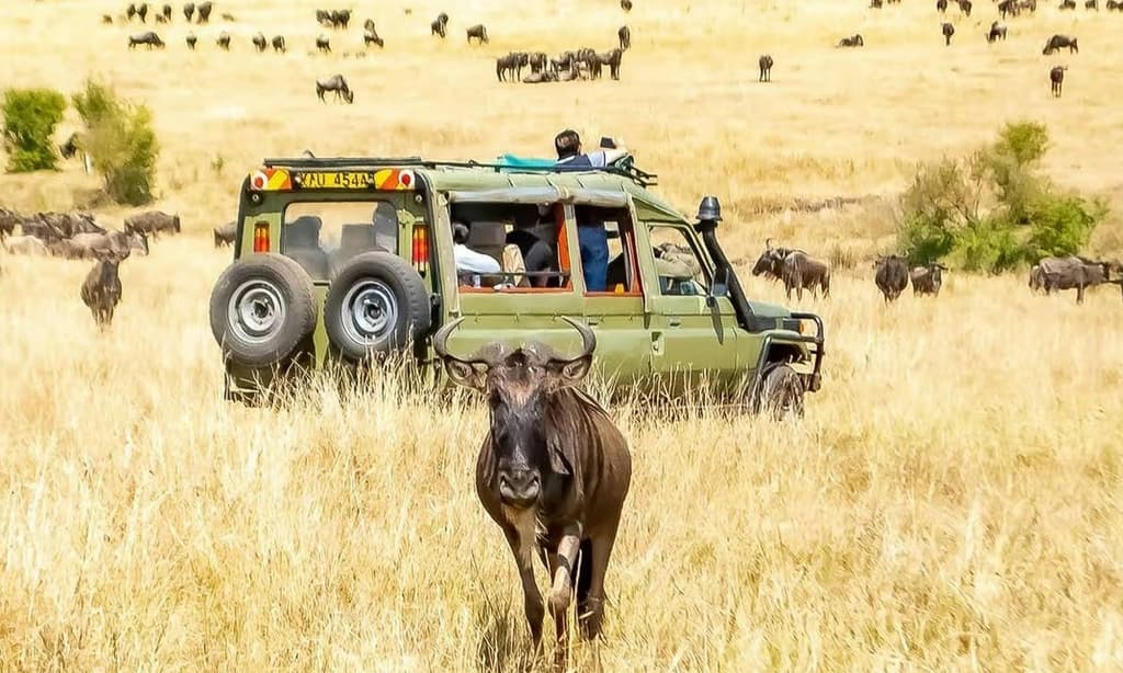 Tanzania Safari Tour