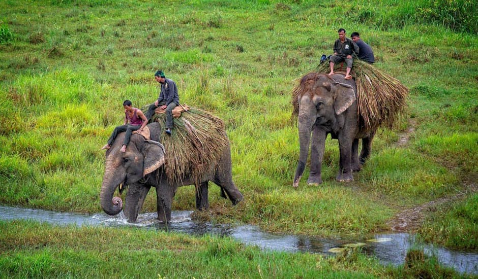 Chitwan Jungle Safari In Elephant Shepherd Holidays Tripcafter