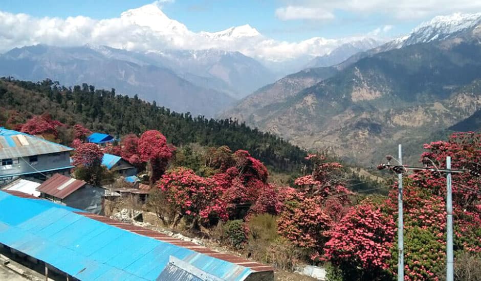 Dhaulagiri Himal View From Ghorepani
