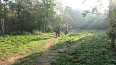 Elephent Safari Chitwan