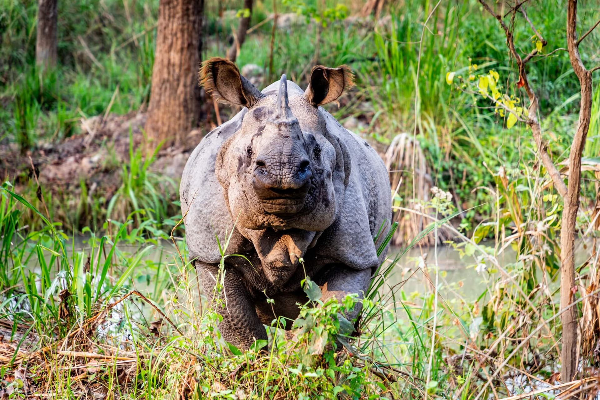 One Horn Rhino Chitwan