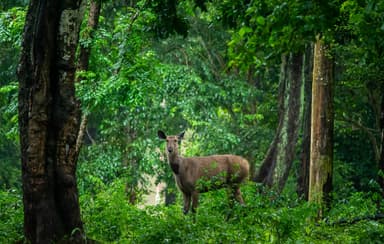 Deer Chitwan