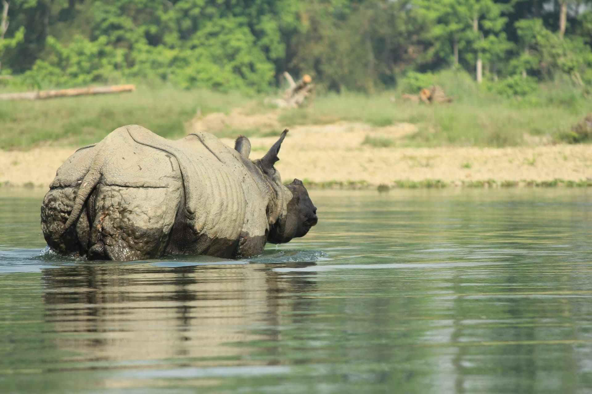 One Horn Rhino