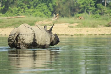 One Horn Rhino