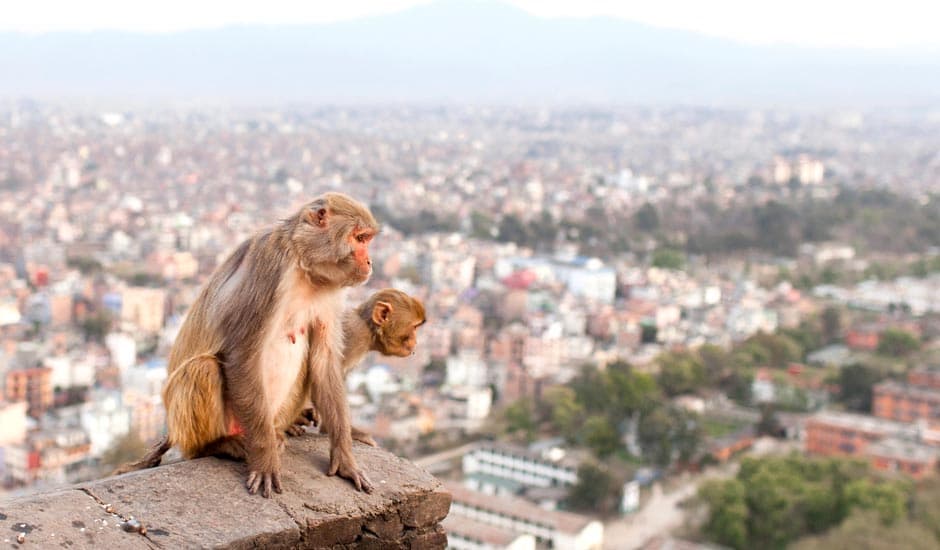 Monkey In Swoyambhunath Stupa