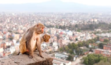 Monkey In Swoyambhunath Stupa