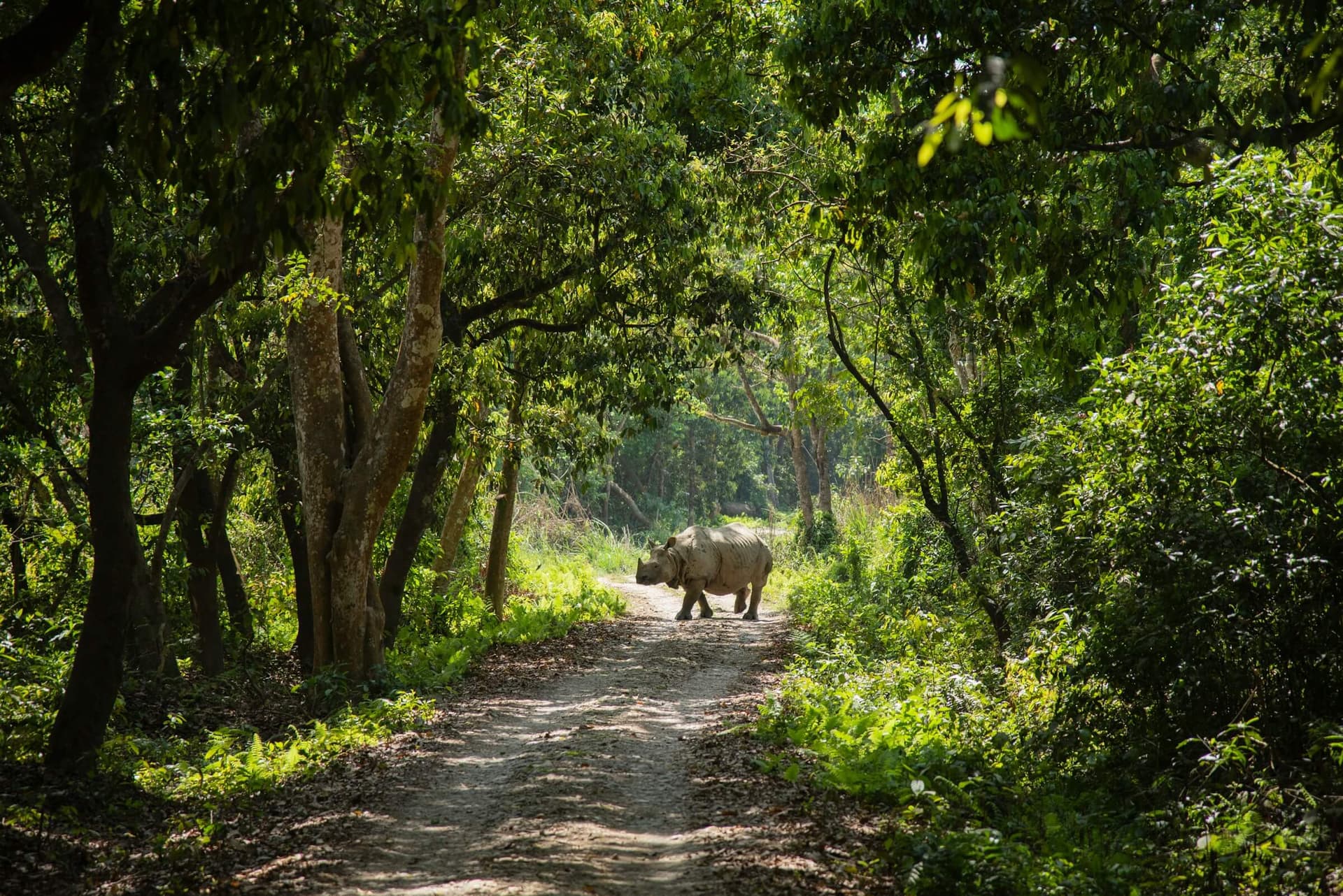 Chitwan Forest
