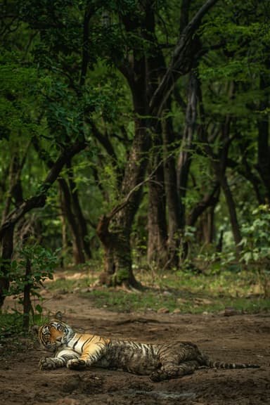 Royal Bengal Tiger Chitwan