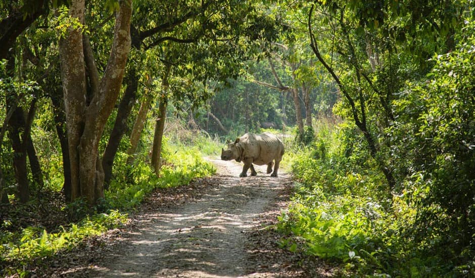 Raino In Chitwan National Park Shepherd Holidays Tripcafter