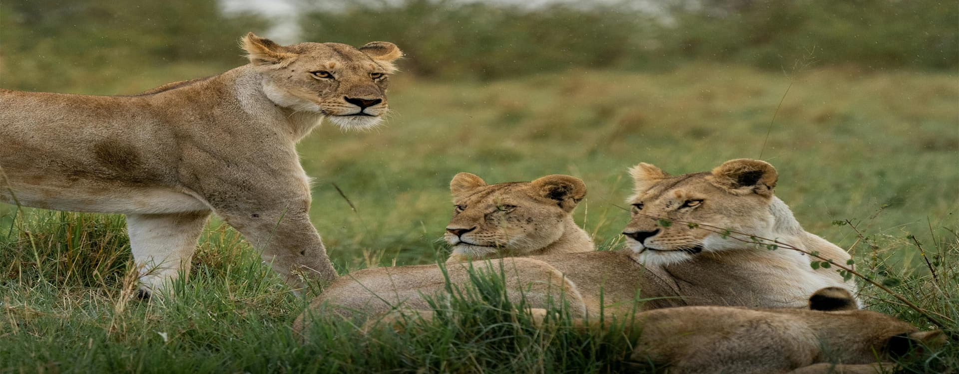 Magic of Africa: Heart of Safari Adventures