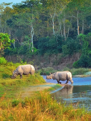 Chitwan Travel Guide: Best Things to Do, Jungle Safari, Wildlife & Places to Visit in Nepal