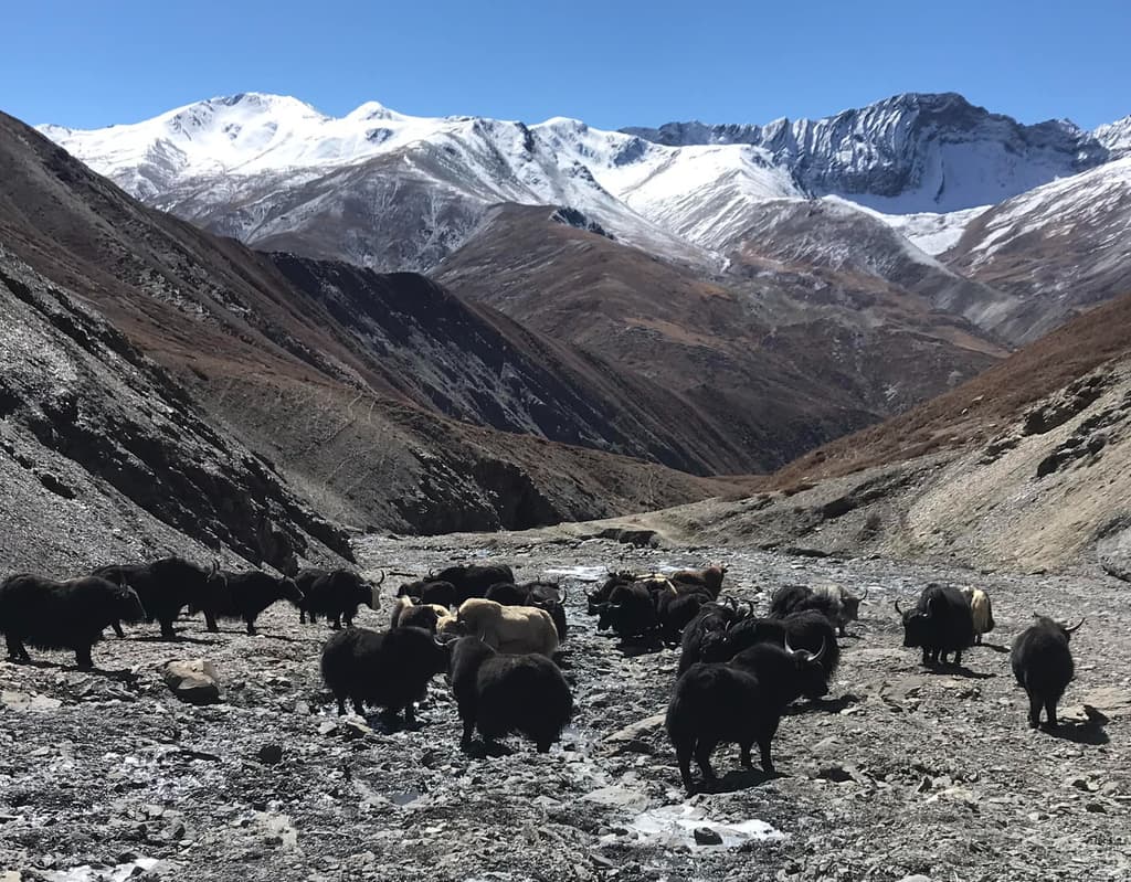 Dolpo Trek Cost and Itinerary Guide