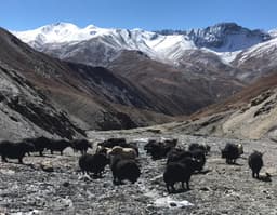 Dolpo Trek Cost and Itinerary Guide