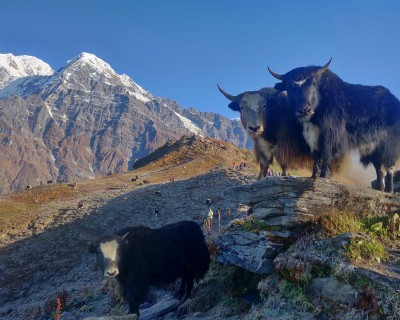 Mardi Himal Trekking Blog