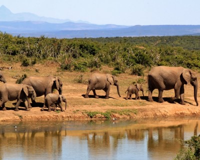 Jungle Safari in Africa
